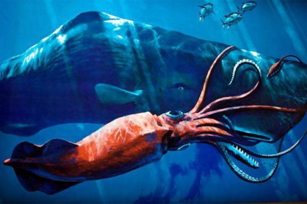 Как вывести деньги с kraken